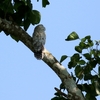 オオタチヨタカ(Great Potoo)