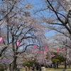 小諸へお花見～