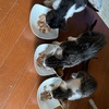 猫と一緒のWEB会議！