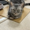 段ボールのクールボード？？？　猫が繰り広げる予測不能な行動