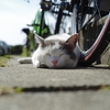 ロードバイクに乗り始めて3年になりました。その３〜前編〜