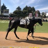 中山競馬8R パドック直前予想　◎10 マンドローネ　がんばれぇぇぇぇぇ！！