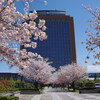 「石川県県庁」八重桜が満開（後編）