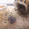 チビネズミさんの赤ちゃん確認