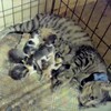 子猫の誕生　御目出とう　バンザァ～い