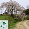 徳佐の桜あちこち