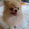 No.250901B-PMF（ポメラニアン 2歳 1.8㎏ ♀)