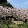 桜満開の館山市城山公園にお花見に！