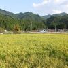 さあ、稲刈りします　稲刈りお手伝い募集！！