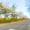 霞ヶ浦総合公園のサクラ（土浦市）～つくば市とその周辺の風景写真案内（７５１）