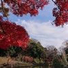 肥後細川庭園の紅葉