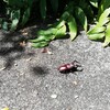 夏の風物詩…？