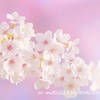 お花見散歩－春のひととき