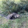 かみさんと自転車で水元公園に行って、初めて狸を見た