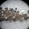 米子水鳥公園②　結構、鳥が来てるんだねぇ