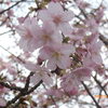 河津桜満開です