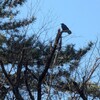 2月15日皇居東御苑カラスさんぽ