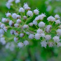 １１月の赤塚植物園、その２。