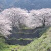 桜こーなー