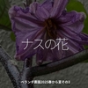 2797食目「ナスの花」ベランダ農園2025春から夏その3