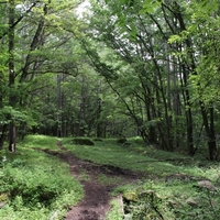 棒道　（山梨県　北杜市）　戦国の軍用道路