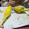 久し振りのカイロアート＆ベネッセ模試の結果