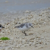 2024年4月の野鳥