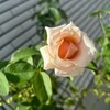 母がやらかした給食着事件！！