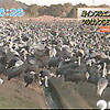 ツルの鳥インフルエンザ対策協議会（鹿児島県）