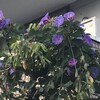 琉球朝顔