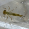 水の中で生きる虫３〜フタバカゲロウ、キイトトンボ、センブリ