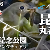 1116【昆虫捕食ジョウビタキとオオバン】スズガモにオナガガモ、ツグミなど、冬鳥が渡ってきた11月の昭和記念公園バードサンクチュアリ【 #今日撮り野鳥動画まとめ 】 #身近な生き物語