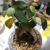 【観葉植物】夜更けにガジュマルを植え替える
