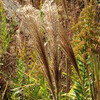 (232) Miscanthus sinensis