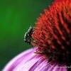 【Small creatures】植物と小さな生き物たち