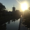 ここからガンダム出て来るかもよ　　東寺　桜