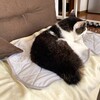 コタの変化