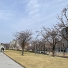 【ほぼ辻堂】さくら広場で桜を見る