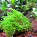 水草・アクア blog