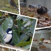 野鳥にまつわるエトセトラ