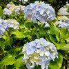ガレージ側の紫陽花たち