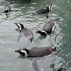 ～≪「掛川花鳥園」で出会った鳥たち≫～