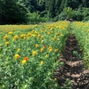 「おもひでぽろぽろ」 の舞台、高瀬・高沢地区の紅花を見て来た