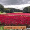 森林公園のケイトウ花畑　（9月23日）
