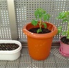 植物の成長って癒しだよね