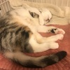 飼い主の悩み2