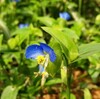 敷地内の草花