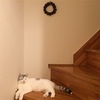 動く猫さん。