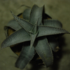 Dyckia Marnier-Lapostollei