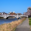 「浅野川大橋」の桜